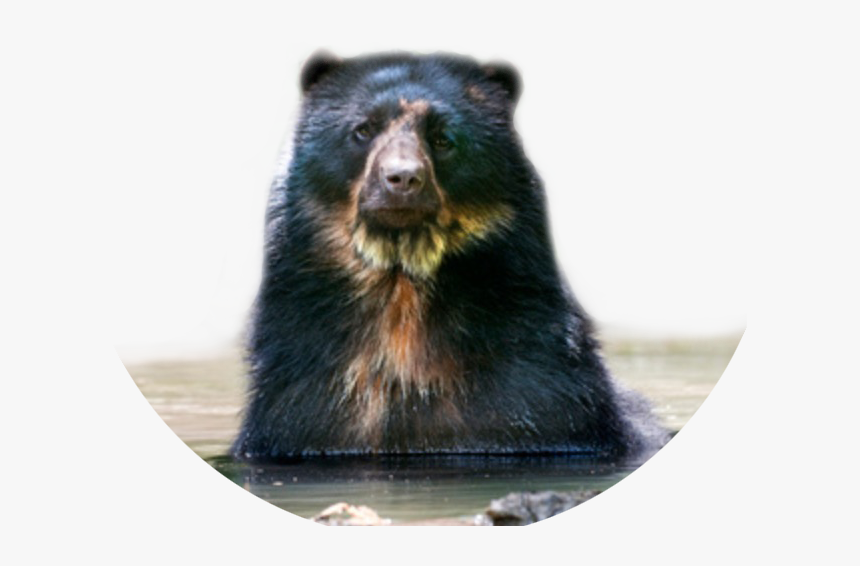 Tremarctos Ornatus Spectacled Bear - Oso De Anteojos Png, Transparent Png