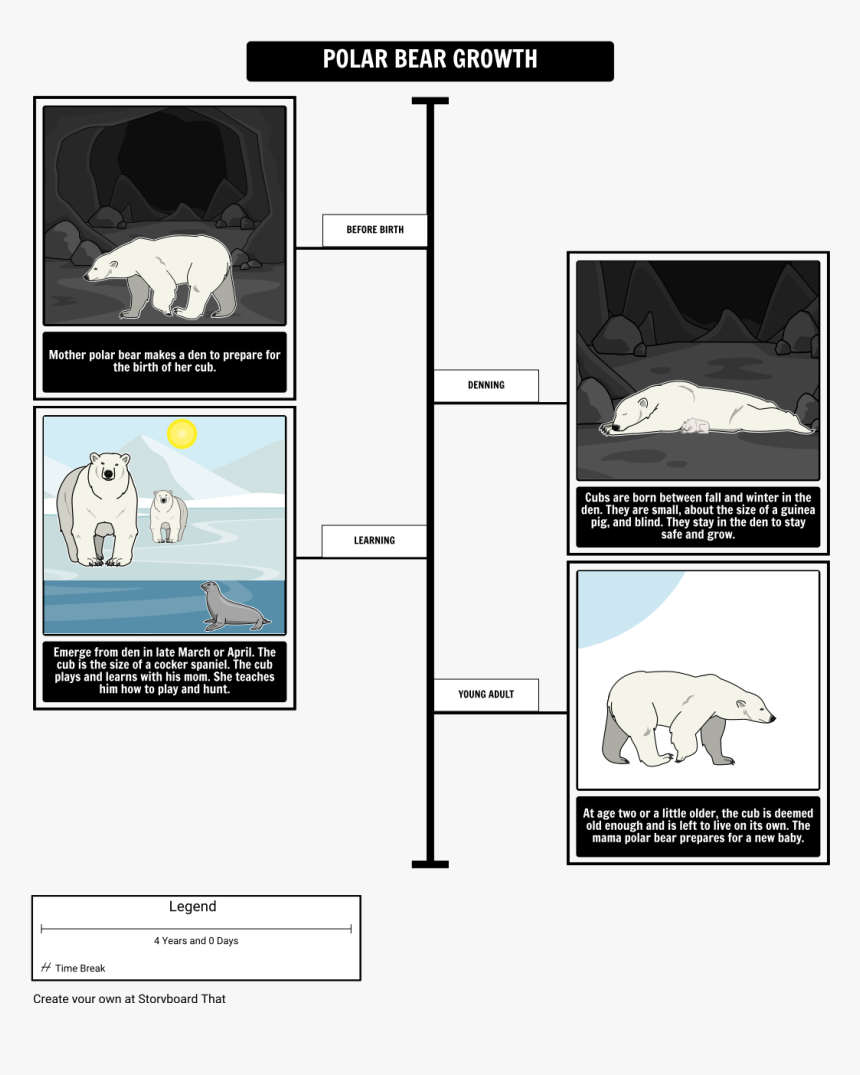 Etapas De Crecimiento Del Oso Polar, HD Png Download