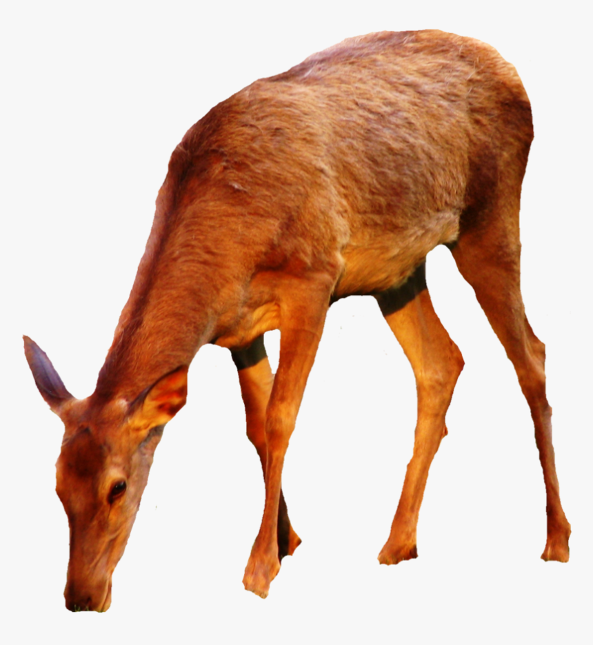 Thumb Image - Doe Deer Png, Transparent Png