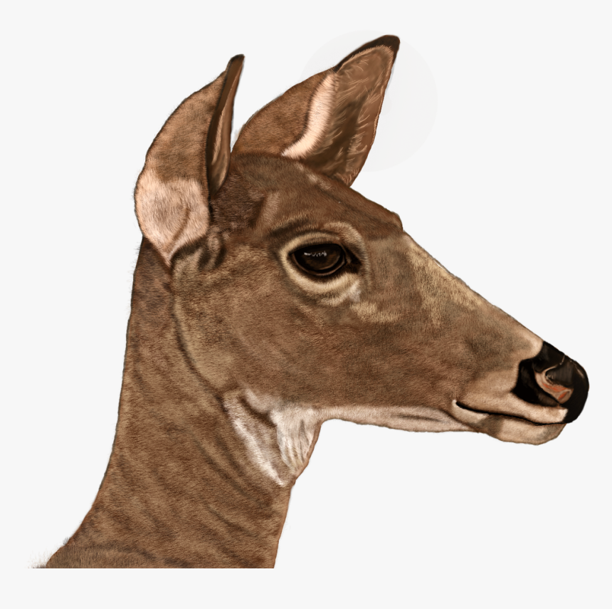 Kreslené Obrázky Srny, HD Png Download