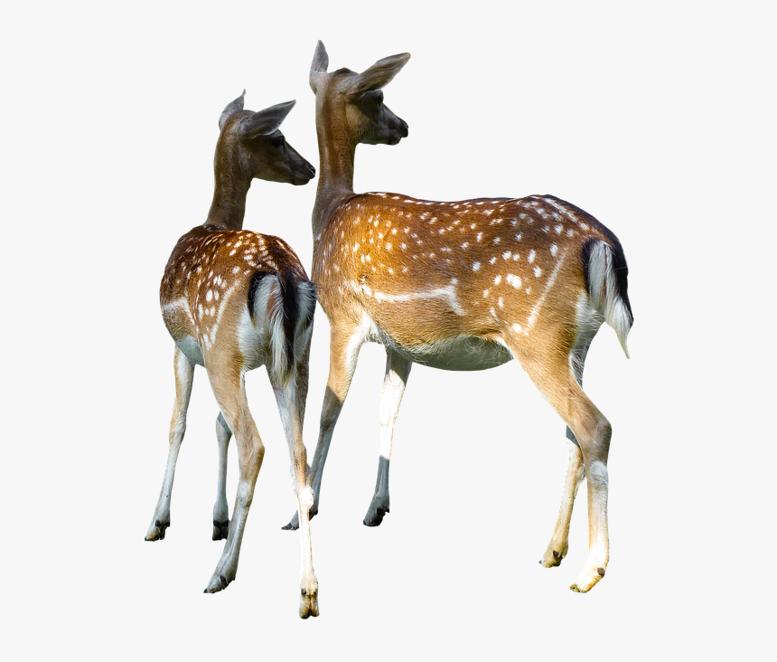 Animal World, Hirsch, Doe, Fallow Deer, Kitz - Deer Doe Png, Transparent Png