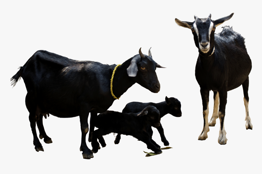 Png File Goat Png, Transparent Png
