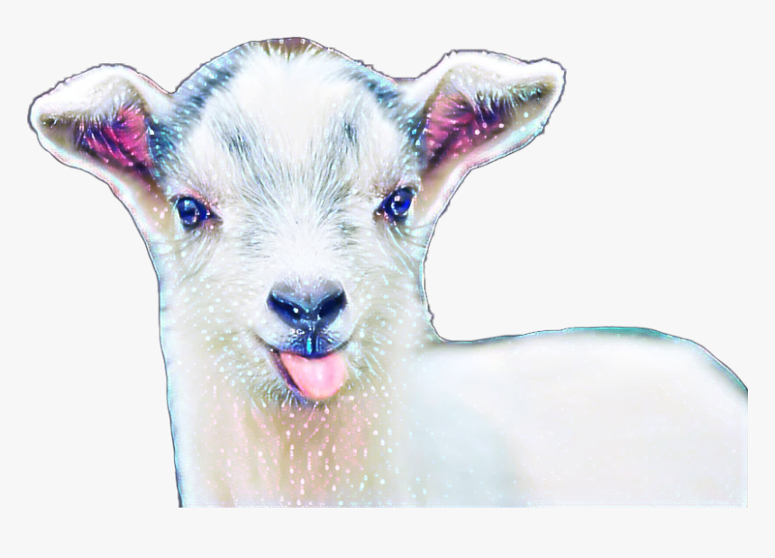 #babygoat #challenge - Baby Goat, HD Png Download