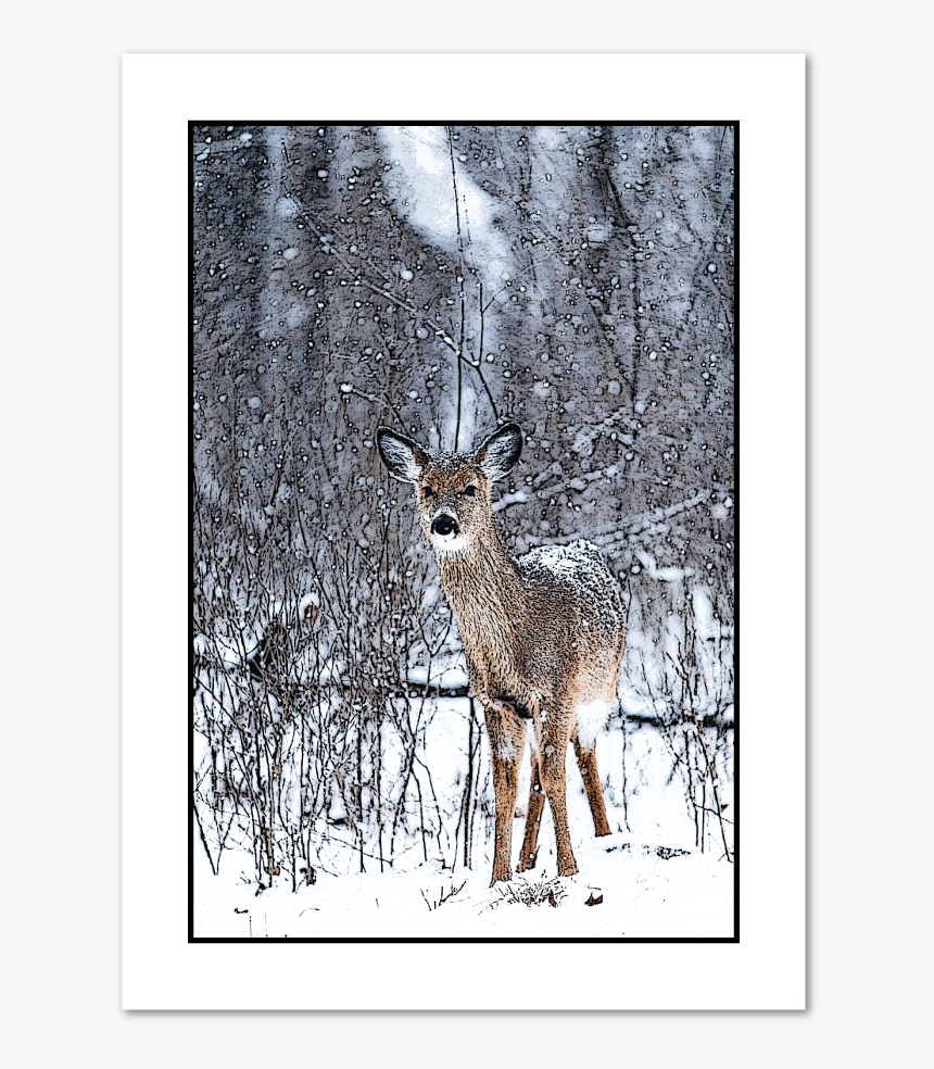 Doe In Snow Holiday Greeting Card 
								data-caption - Poster Reh Schnee, HD Png Download