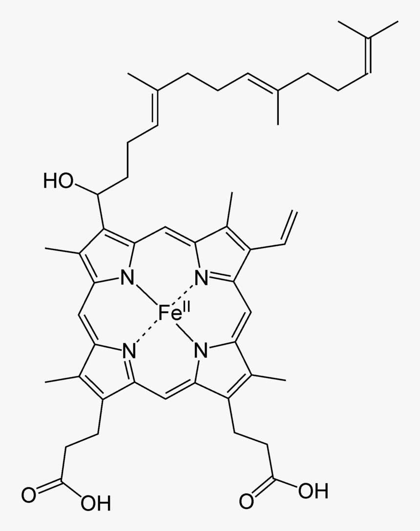 Bilirubin To Urobilinogen, HD Png Download