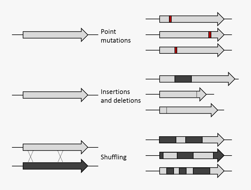 De Mutations - Directed Protein Evolution Limitation, HD Png Download