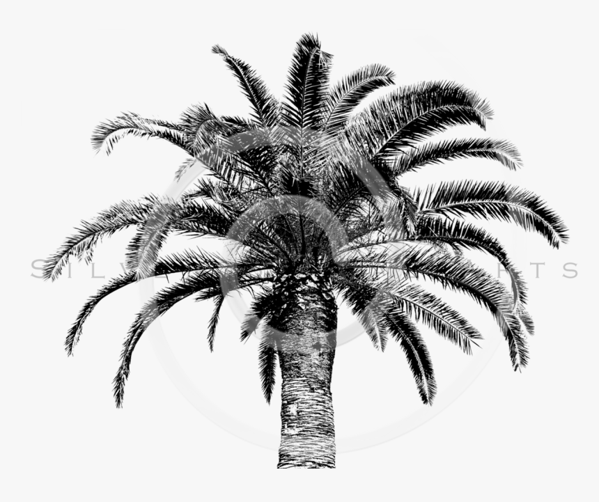 Thumb Image - Vintage Palm Tree Black White, HD Png Download