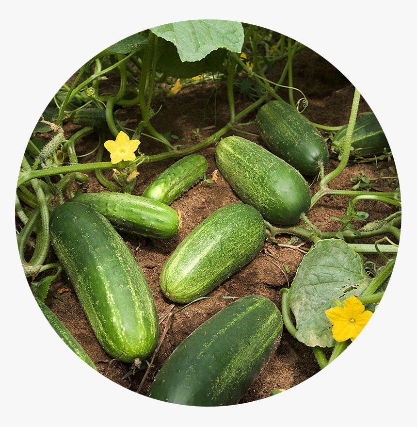 Squash Plant Vs Cucumber Plant, HD Png Download