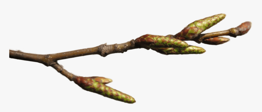 Bgtransp 8bit 20130322hainbuche Hockenheim08 - Gambel Oak, HD Png Download