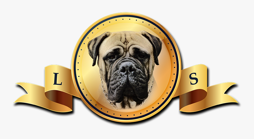 Pug, HD Png Download