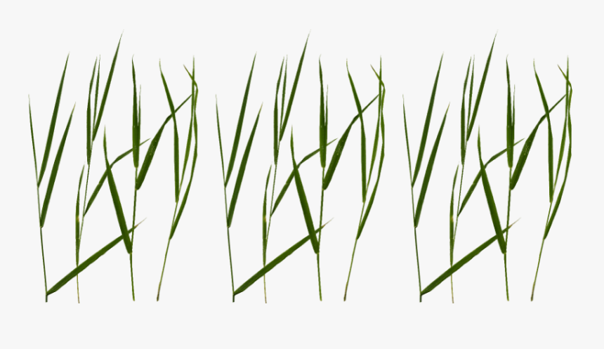Free Png Grass Blade Texture Png Image With Transparent - Free Grass Blade Texture, Png Download