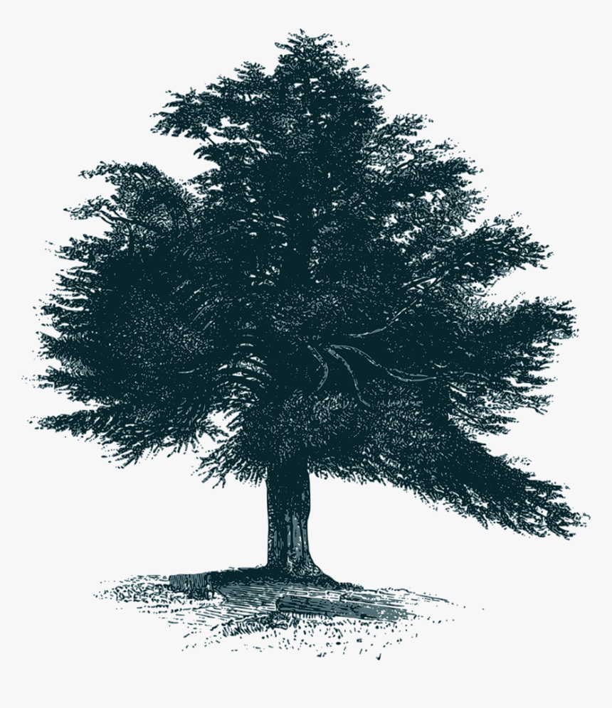 Mexican Pinyon, HD Png Download