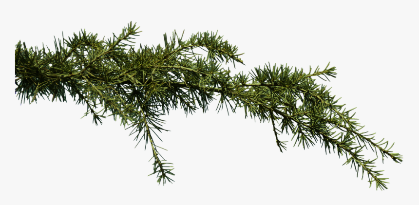 Fir, Branch, Conifer, Pine, Clipping, Png, Graphics - Transparent Background Pine Branch Png, Png Download