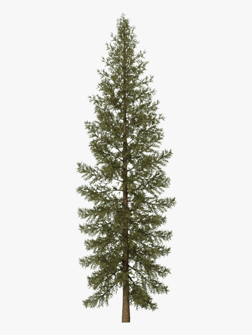 Conifer - Douglas Fir Tree 3d, HD Png Download