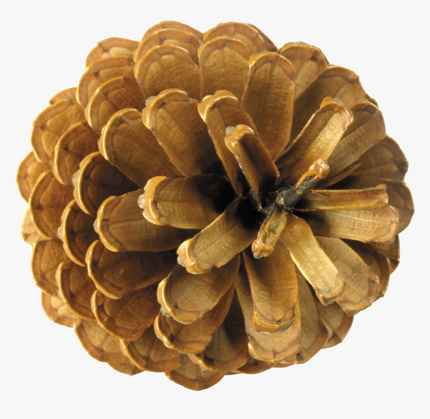 Conifer Cone,pine,plant,pine Family,natural Material - Pine Cone Top View, HD Png Download