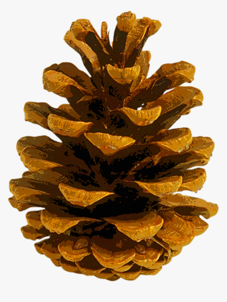 Coulter Pine Conifer Cone Autumn Leaf Color Fir - Autumn Pine Cone, HD Png Download