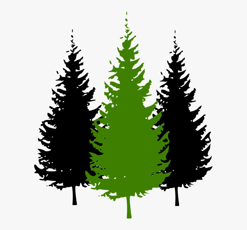 Trees, Conifer, Pine, Environment, Green, Black, Three - Pine Tree Clipart Png, Transparent Png