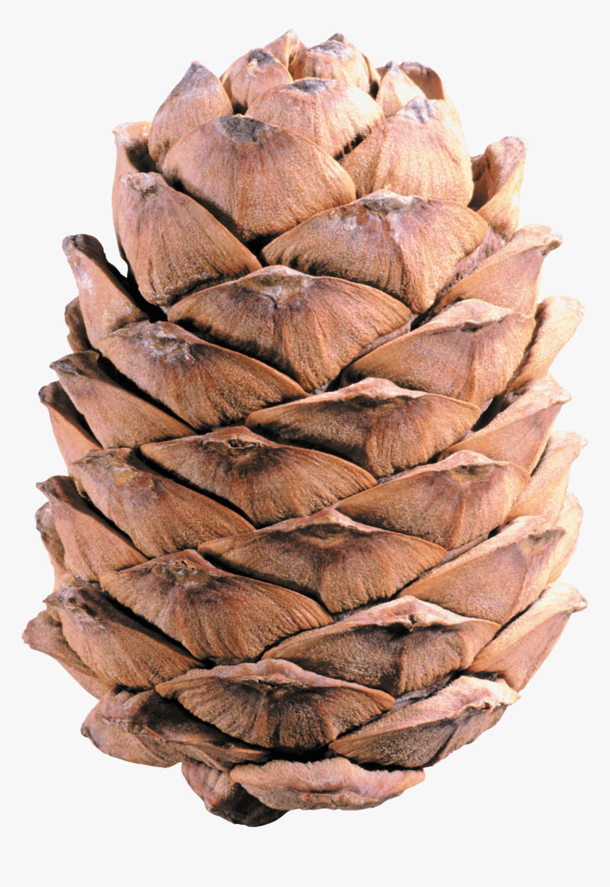 Pine Cone Png Image Free Download - Pine Cone Transparent Background, Png Download
