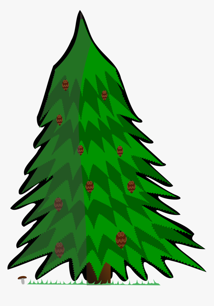 Conifer Vector Tree Free Picture - Kreslený Jehličnatý Strom, HD Png Download
