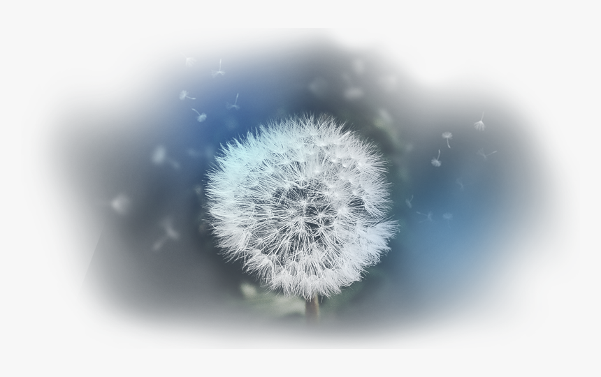 Dandelion, HD Png Download