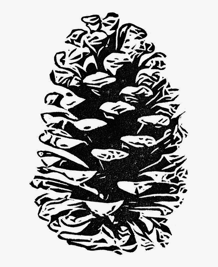 Transparent Conifer Png - Pine Cone Drawing Transparent Background, Png Download