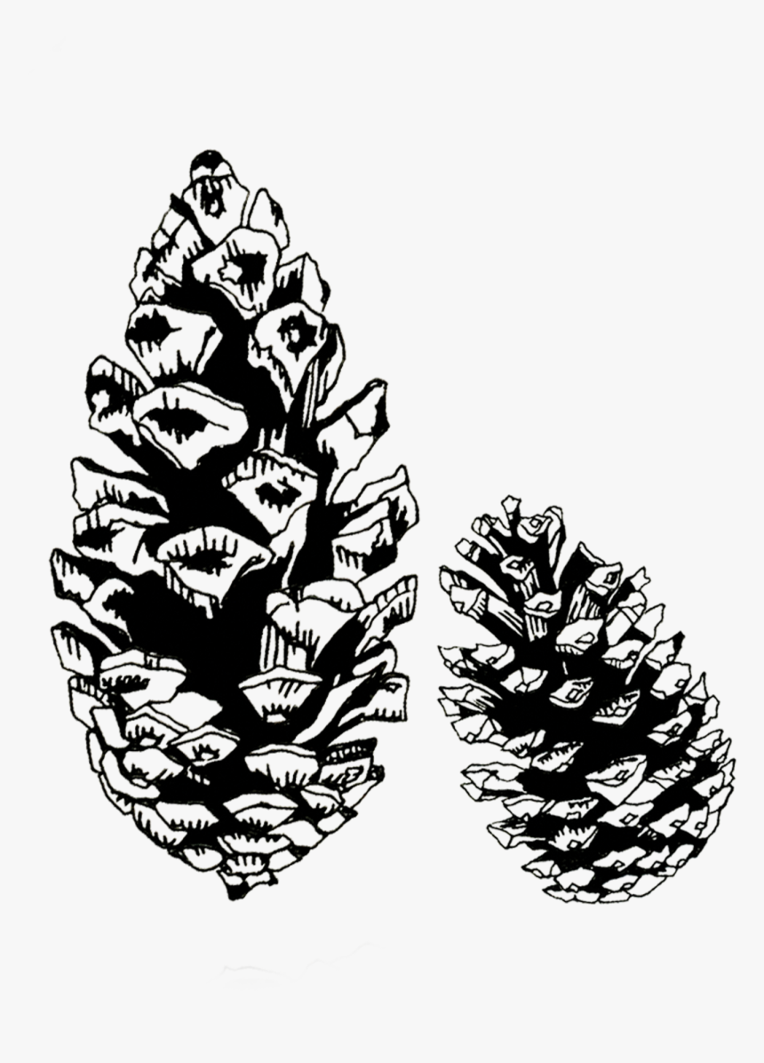 Conifer Cone , Png Download - Pine Cone Black And White, Transparent Png