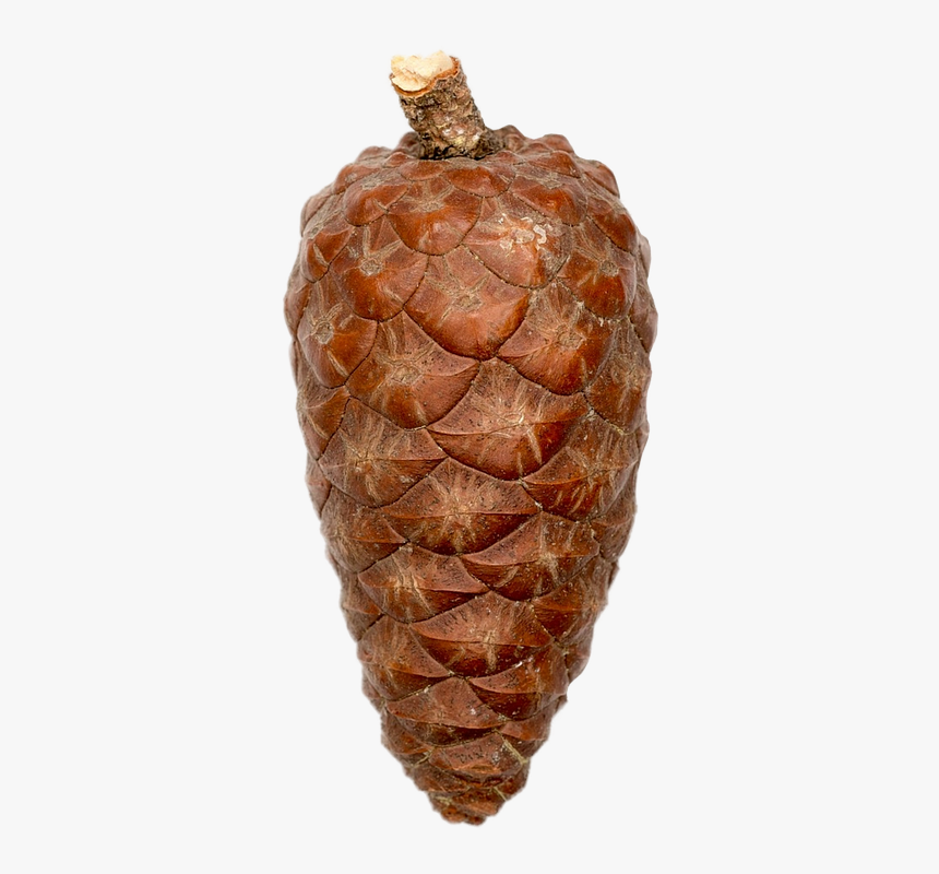 This Alt Value Should Not Be Empty If You Assign Primary - Pineapple, HD Png Download