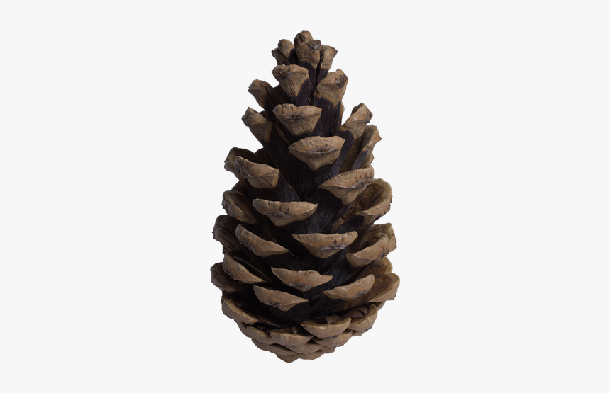 Cone, Pine, Pine Cone, Tree - Pine Tree Cone Png, Transparent Png