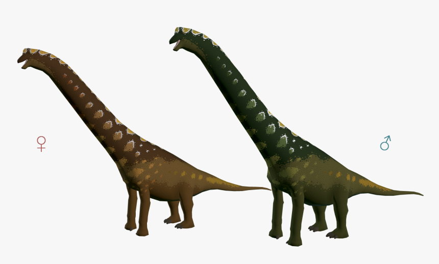 Brachiosaurus 3 Conifer - Brachiosaurus, HD Png Download