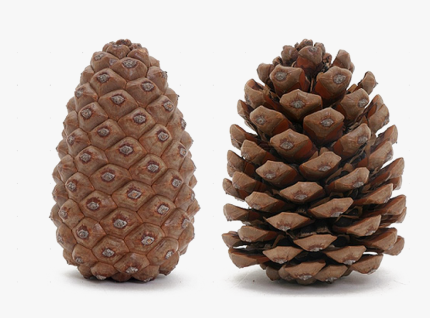 Pine Cone Transparent Image - Open And Closed Pine Cones, HD Png Download