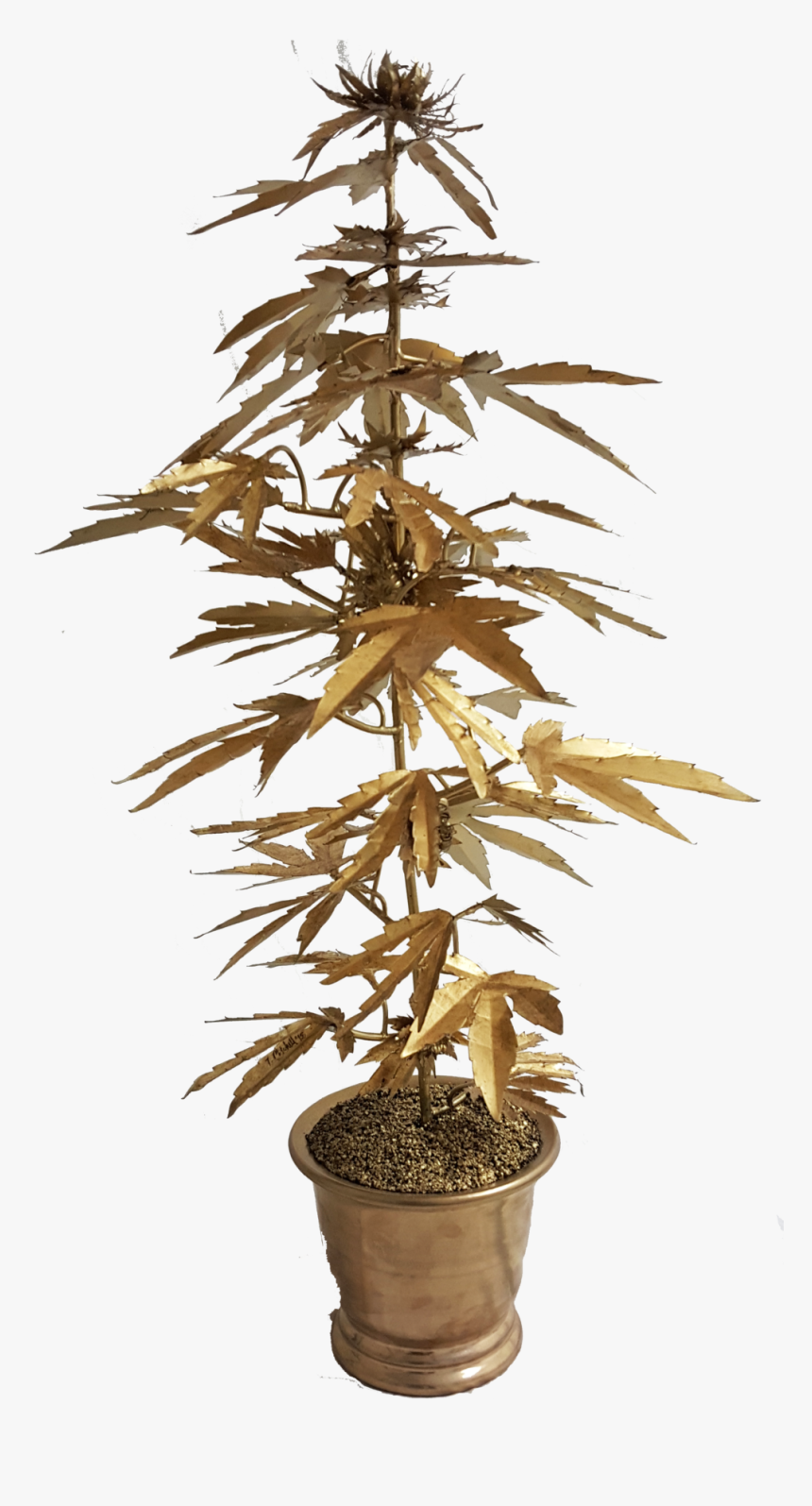 000canig - Houseplant, HD Png Download