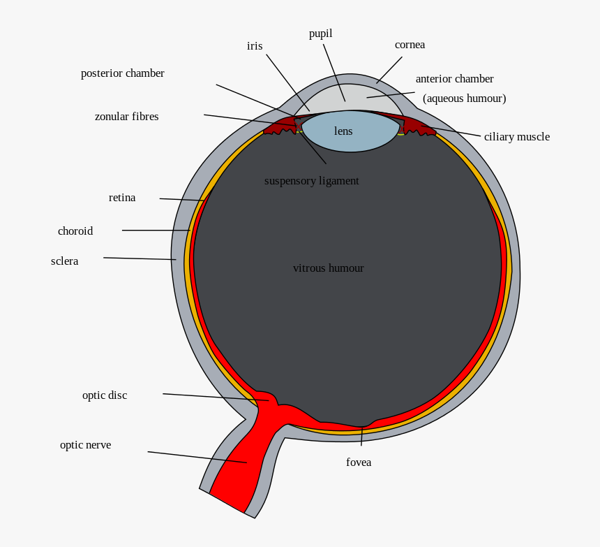 Human Eye, HD Png Download