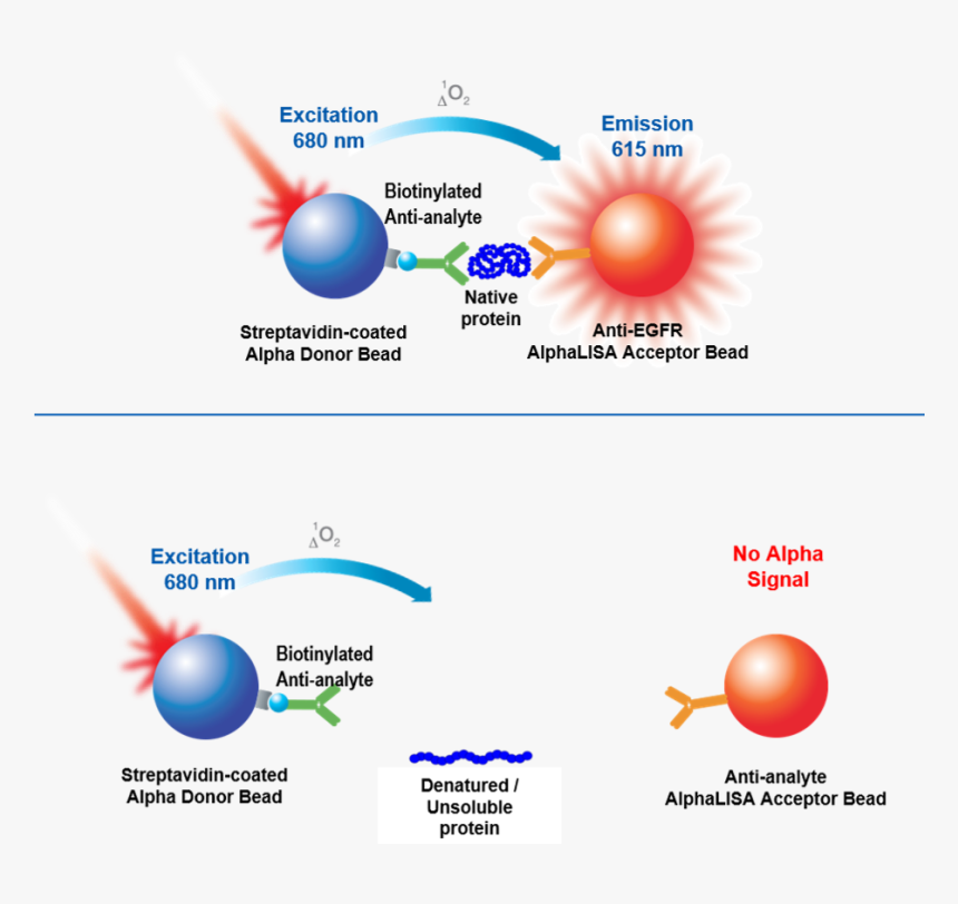 Diagram, HD Png Download