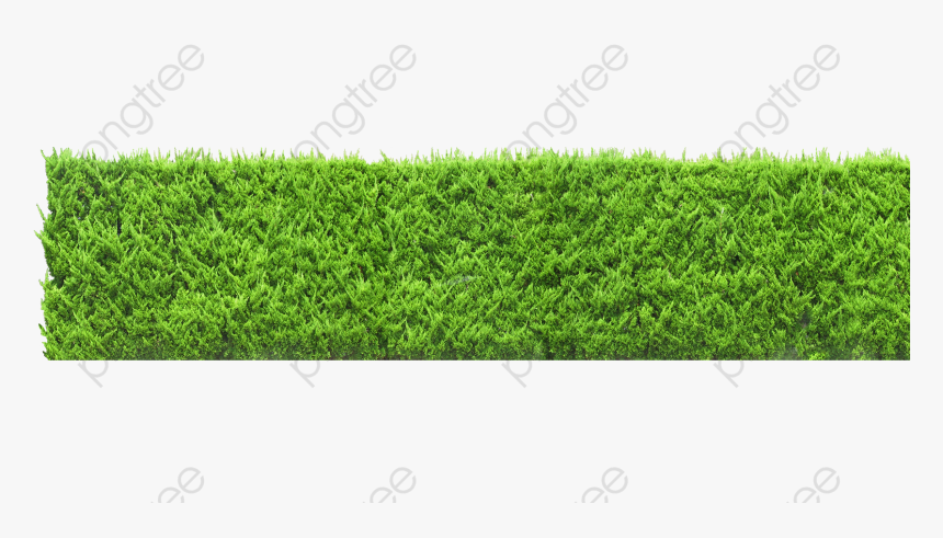 Plants Wall, Plants Clipart, Green, Wall Png Transparent, Png Download
