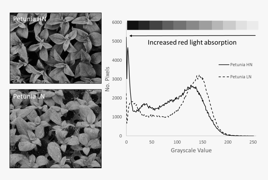 Transparent Plants In Plan Png - Hydrangea, Png Download