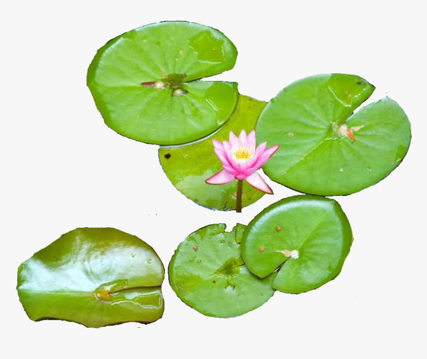 Download Water Lily - Water Lily Top Png, Transparent Png
