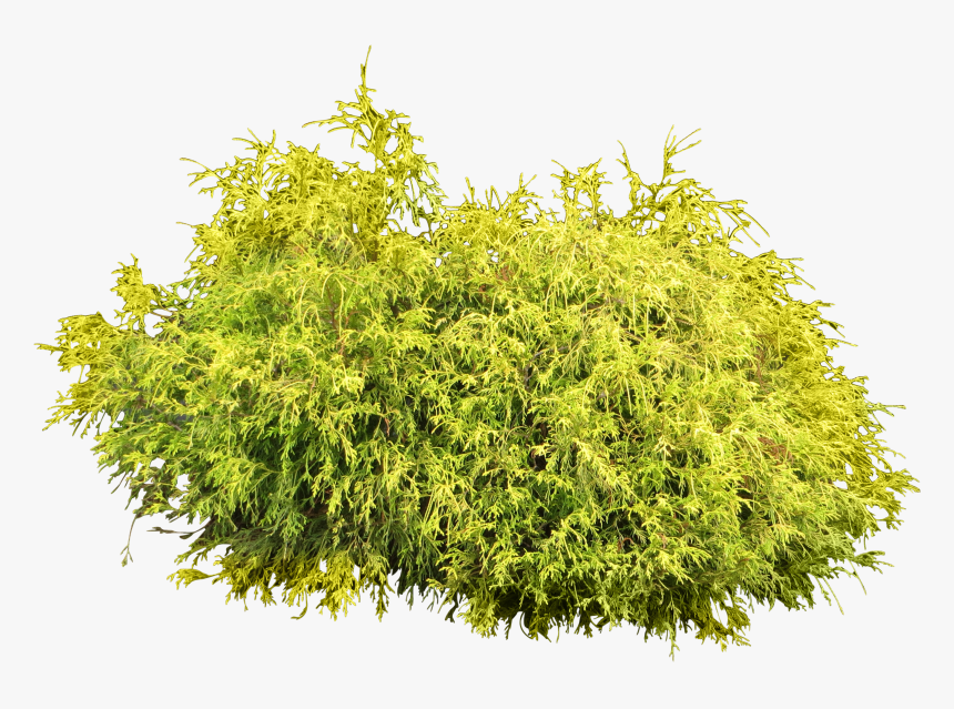 Fir Tree And The Bramble, HD Png Download