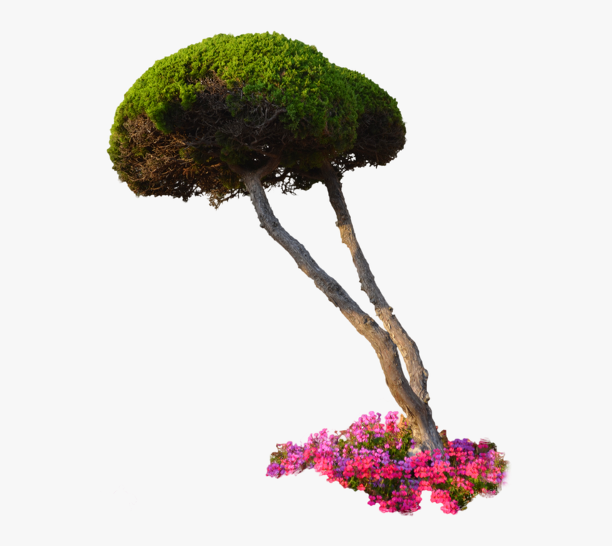 Garden Plants With Transparent Background, HD Png Download