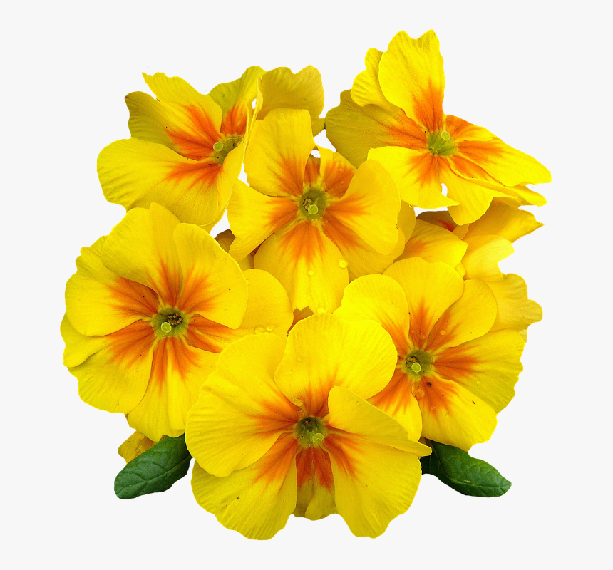 Primroses, Spring, Flowers, Plant, Primrose, Yellow - Evening Primrose Flower Png, Transparent Png