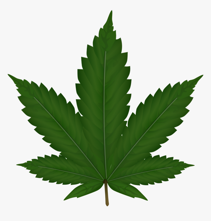 Weed Plant Png Image - Weed Png, Transparent Png