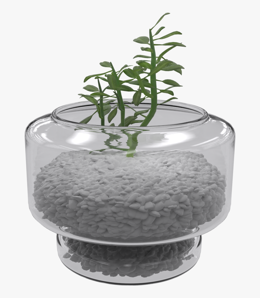 Houseplant, HD Png Download