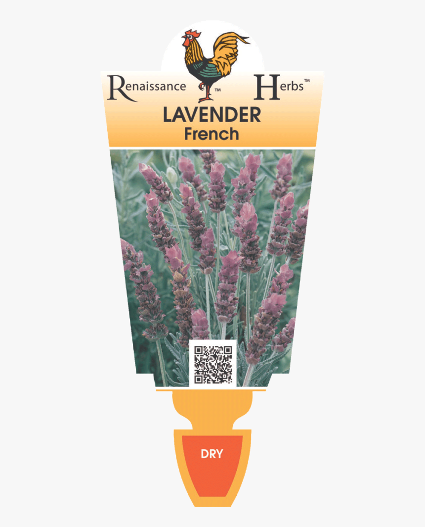 Lavender Bush Png - Lads Love Flower, Transparent Png
