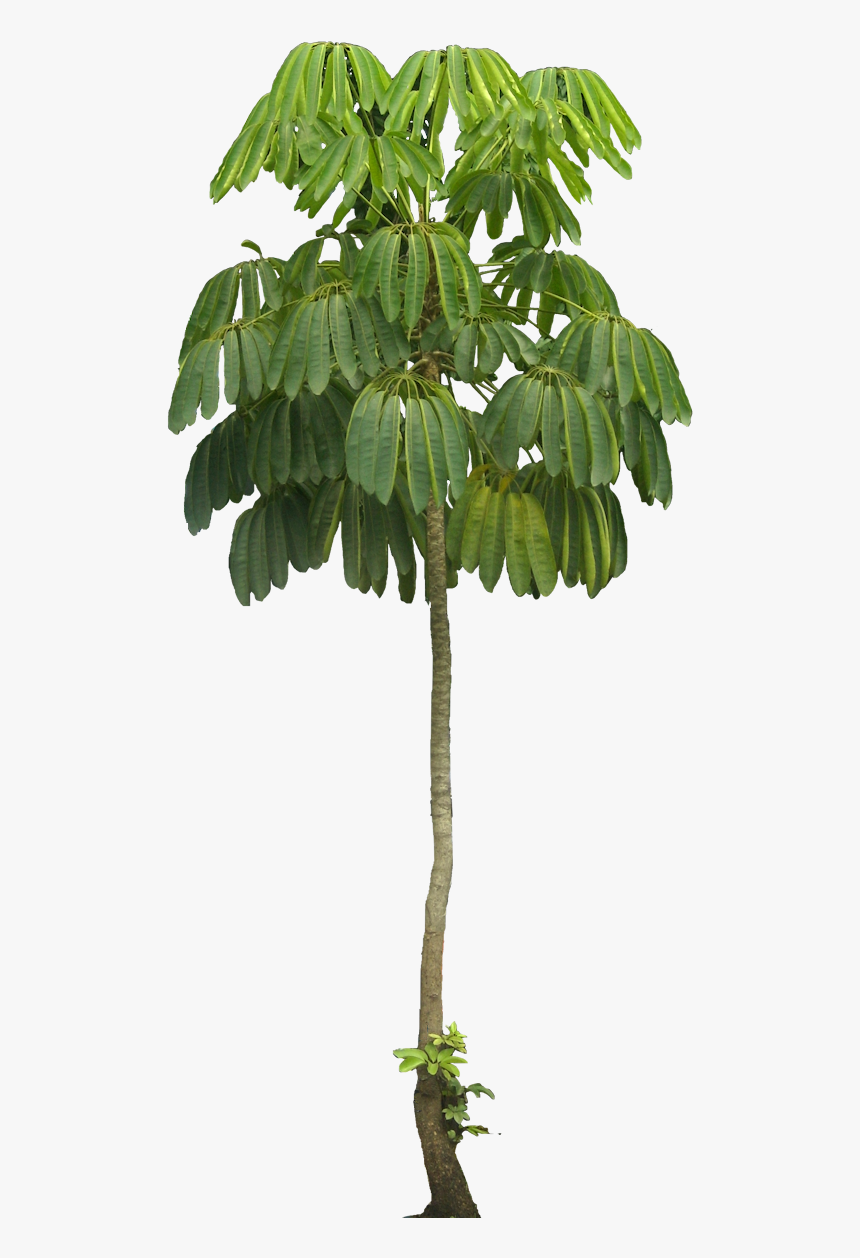 Tree Plan, Tree Cut Out, Interior Plants, Tree Decals, - Schefflera Macrostachya, HD Png Download