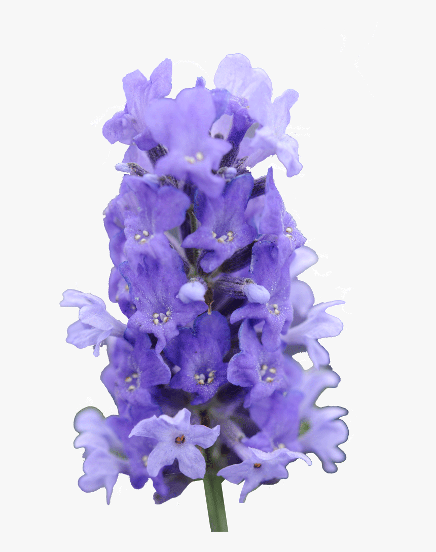 Lavender Bush Png, Transparent Png