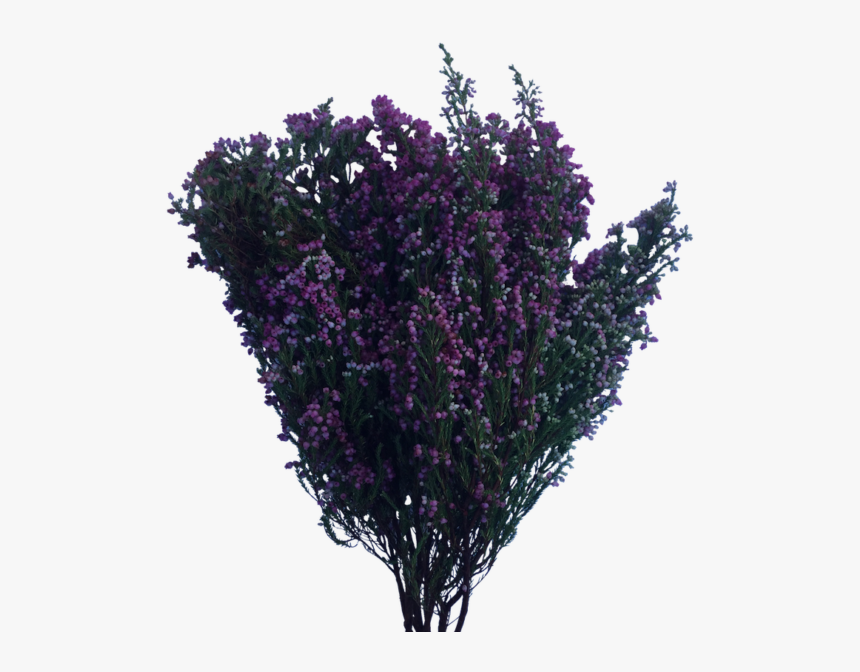 Flower Bush Png - Png Flowers Bush Transparent, Png Download