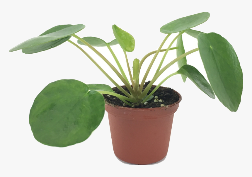Set Of 2 Pilea Peperomioides Plants - ต้น Chinese Money Plant, HD Png Download