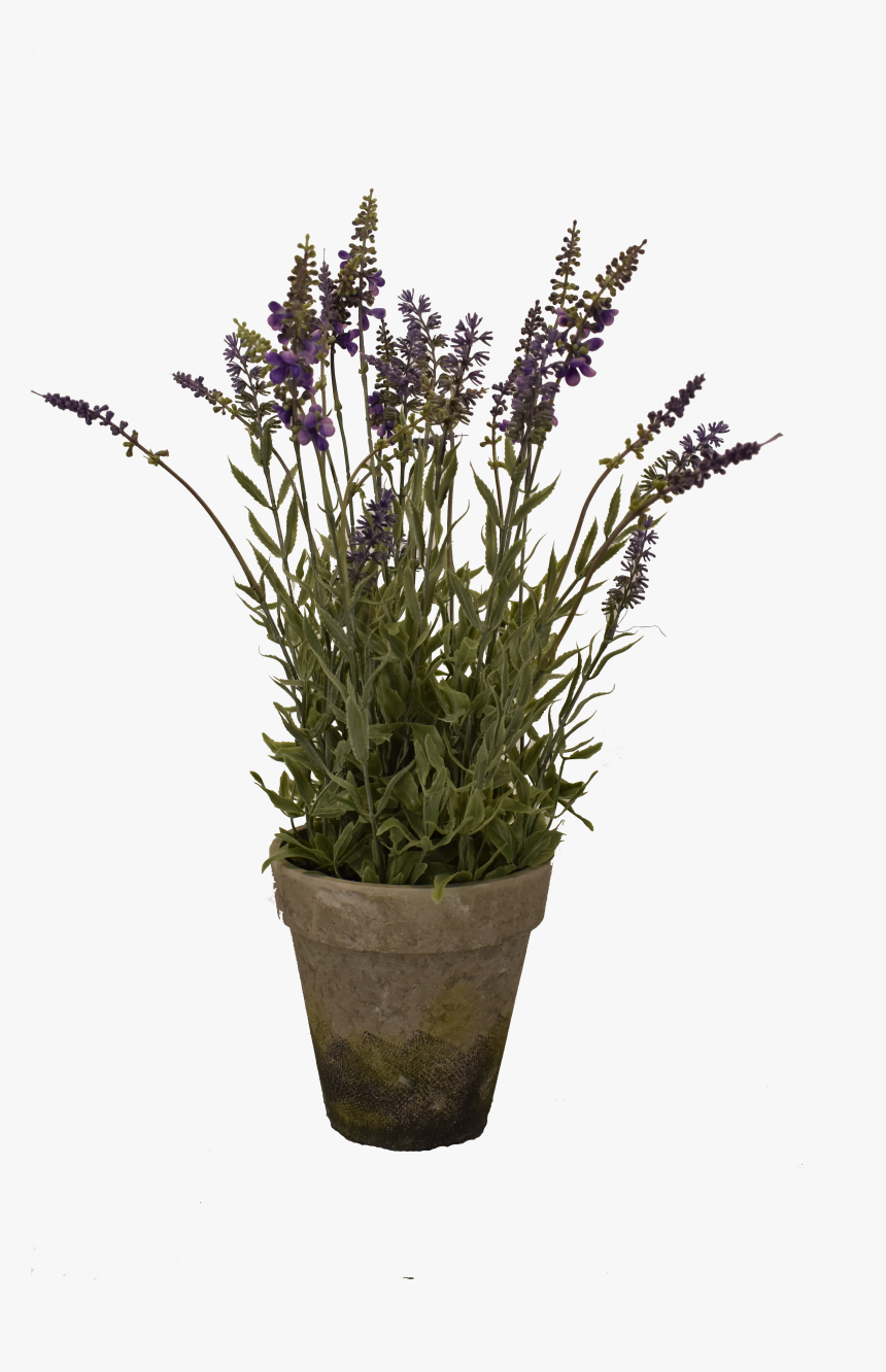 Big Lavender Pot - English Lavender, HD Png Download