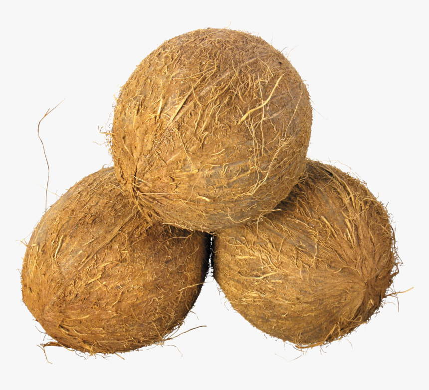 Husked Coconut - Coconuts Png, Transparent Png