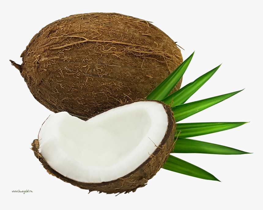 Transparent Coconut Oil Clipart - Кокос Картинка Пнг, HD Png Download