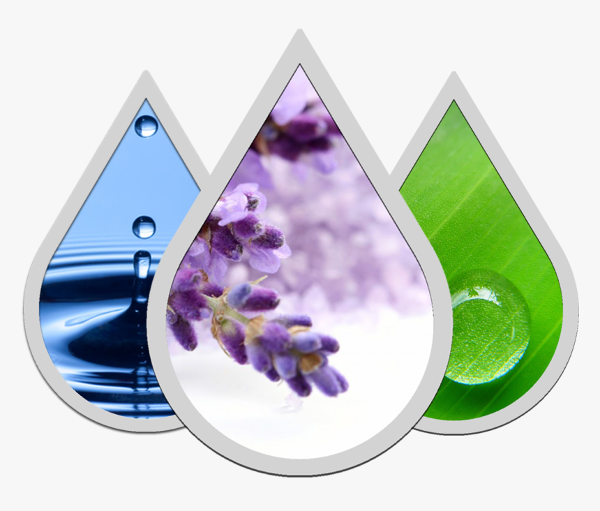 Nature Backgrounds - Lavenders Flowers Png, Transparent Png
